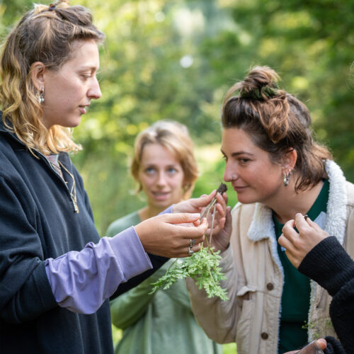de bosverbinding van de lievelinge in het lingebos
